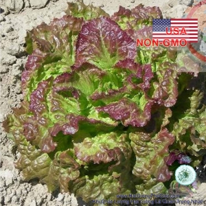 hat giong rau xa lach   gion ngot prizehead  lactuca sativa