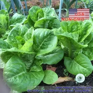Hạt Giống Xà Lách Romaine - Chịu Nhiệt Siêu Ngon Gem (Lactuca sativa)