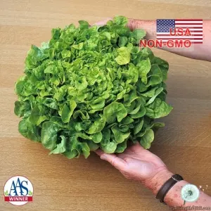 Hạt Giống Rau Xà Lách Oakleaf - Chịu Nhiệt SaladBowl (Lactuca sativa)