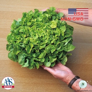 hat giong rau xa lach oakleaf   chiu nhiet saladbowl  lactuca sativa