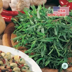 Hạt Giống Savory Summer (Satureja hortensis)