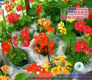 Hạt Giống Sen Cạn Lùn - Mix Nhiều Màu (Tropaeolum nanum)