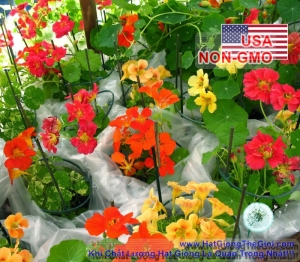 hat giong sen can lun   mix nhieu mau  tropaeolum nanum
