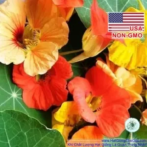 Hạt Giống Sen Cạn Rủ - Mix Nhiều Màu (Tropaeolum majus)