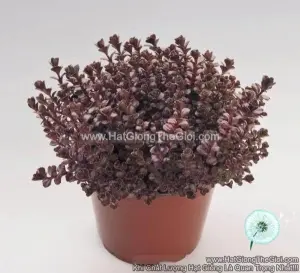 Hạt Giống Sen Đá Sedum Đỏ TG259