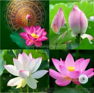 Hạt Giống Sen Ta - Mix (Nelumbo Nucifera)