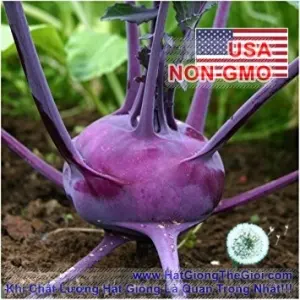 Hạt Giống Củ Su Hào - Tím Vienna (Brassica oleracea Gongylodes Cultivar)