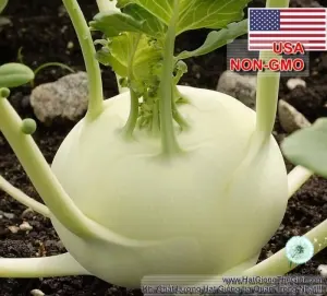 Hạt Giống Su Hào - Trắng USA (Brassica oleracea, Gongylodes)