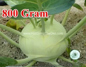 Hạt Giống Su Hào Xanh F1 800Gr TG60