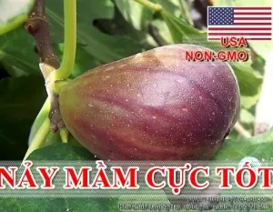 Hạt Giống Sung Mỹ - USA (Ficus Carica)