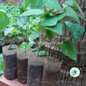 Hạt Giống Sương Sâm Lông (Cyclea barbata)