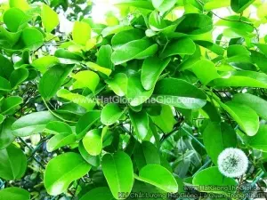 Hạt Giống Sương Sâm Ta