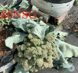 Hạt Giống Súp Lơ Xanh (Brassica oleracea)