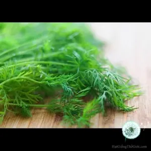 Hạt Giống Thì Là (Anethum graveolens)
