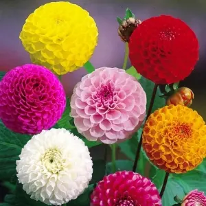 Hạt Giống Thược Dược Tổ Ong - Mix Màu (Dahlia variabilis)