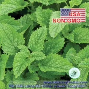 Hạt Giống Tía Tô Đất - Bạc Hà Chanh Melissa (Melissa officinalis)
