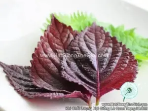 Hạt Giống Tía Tô Đỏ