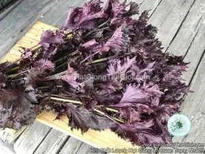 Hạt Giống Tía Tô Nhật Đỏ Rất Thơm