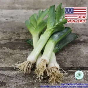 Hạt Giống Tỏi Tây Hành Baro Boaro - USA Siêu Ngon (Allium porrum)