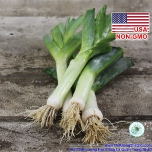 hat giong toi tay hanh baro boaro   usa sieu ngon  allium porrum