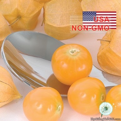 hat giong trai anh dao dat  thu lu nam my   gold  physalis pruinosa
