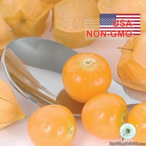 hat giong trai anh dao dat  thu lu nam my   gold  physalis pruinosa