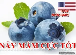 Hạt Giống Quả Việt Quất BlueBerry (Vaccinium corymbosum)