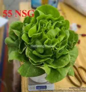 Hạt Giống Xà Lách Búp Siêu Chặt TG427
