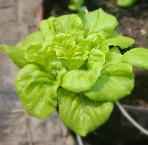 Hạt Giống Xà Lách Đăm (Lactuca sativa)