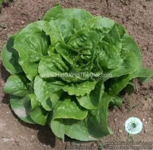 Hạt Giống Rau Xà Lách Romaine Mỡ Buttercrunch (Lactuca sativa)