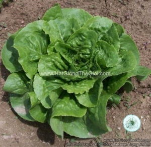hat giong rau xa lach romaine mo buttercrunch  lactuca sativa