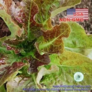 Hạt Giống Xà Lách - Chịu Hạn Mignonette (Lactuca sativa)