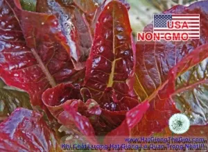 Hạt Giống Xà Lách Romaine - Chịu Nhiệt Red (Lactuca sativa)