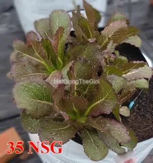 Hạt Giống Xà Lách Romaine Đỏ TG388