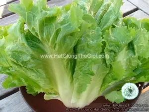 Hạt Giống Xà Lách Escarole Carol