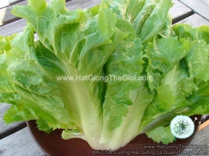 hat giong xa lach escarole carol