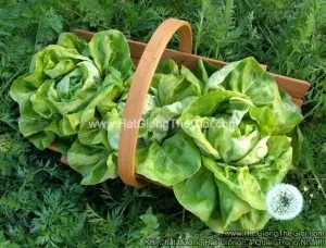 Hạt Giống Xà Lách Búp Chịu Nhiệt Rất Chắc TG215