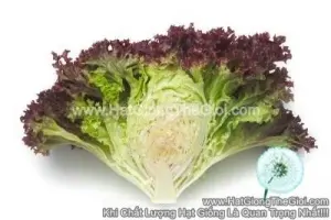 Hạt Giống Xà Lách Lollo Đỏ TG361