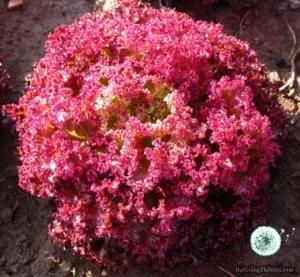 Hạt Giống Xà Lách Lollo Rossa (Lactuca sativa)