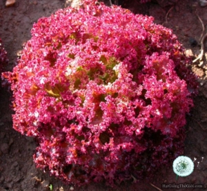 hat giong xa lach lollo rossa  lactuca sativa