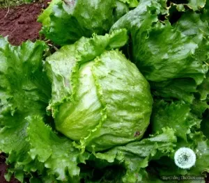 Hạt Giống Xà Lách Mineto (Lactuca sativa)