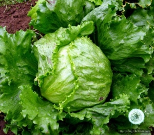 hat giong xa lach mineto  lactuca sativa