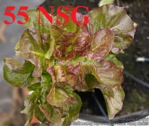 Hạt Giống Xà Lách Mỡ Đỏ TG387