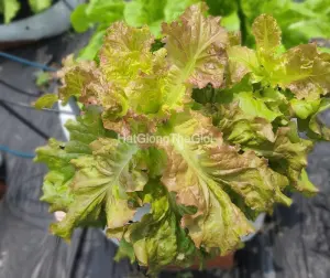 Hạt Giống Xà Lách - Chịu Nhệt New Red Fire (Lactuca sativa)