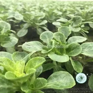 Hạt Giống Xà Lách Ngô CornSalad