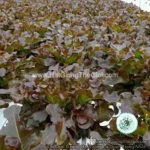 Hạt Giống Xà Lách Oakleaf Đỏ TG362