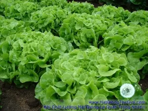 Hạt Giống Xà Lách Chịu Nhiệt - Oakleaf (Lactuca sativa)
