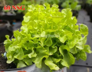 Hạt Giống Xà Lách Oakleaf Mập