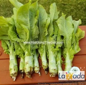 Hạt Giống Xà Lách Rau Diếp Lá Dài