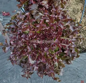 Hạt Giống Xà Lách Oakleaf - Red SaladBowl (Lactuca sativa)